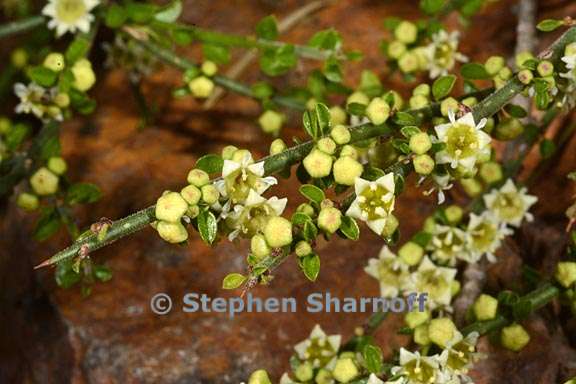 adolphia californica 4 graphic